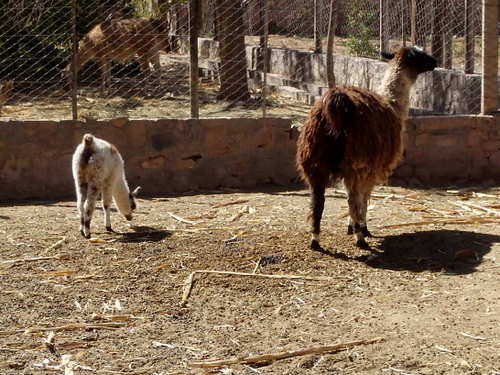 Cria (baby lama) and Dam (female).